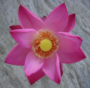 Lotus, India
