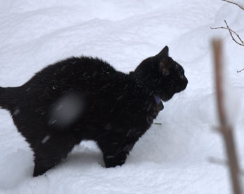 cat-in-snow