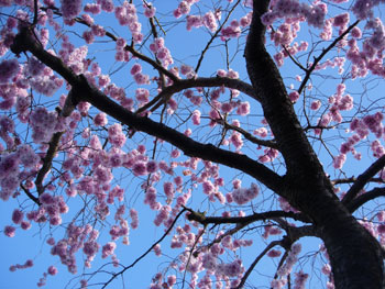 Spring Blossom, London